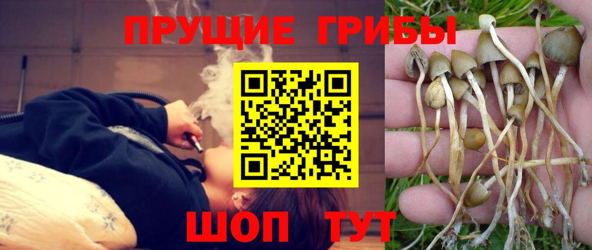 Кашира  продажа наркотиков  Вход с VPN  Галлюциногенные грибы GOLDEN TEACHER 